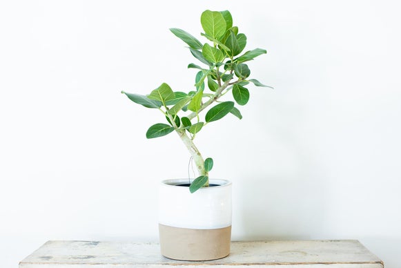 枯れにくい植物への挑戦。必要な光を抑え、室内で育つ新観葉植物 30年前に買った12万で前後水晶の花瓶ですよろしくお願い致します！