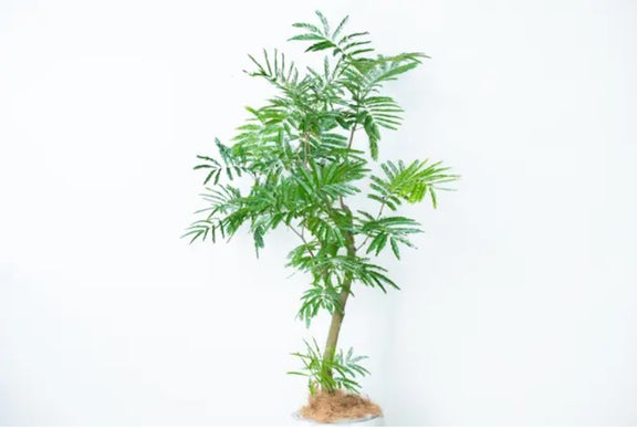 枯れにくい植物への挑戦。必要な光を抑え、室内で育つ新観葉植物