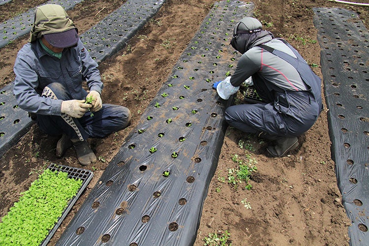 根っから国産のたんぽぽ茶」たんぽぽ農家が育てた たんぽぽの根が原料