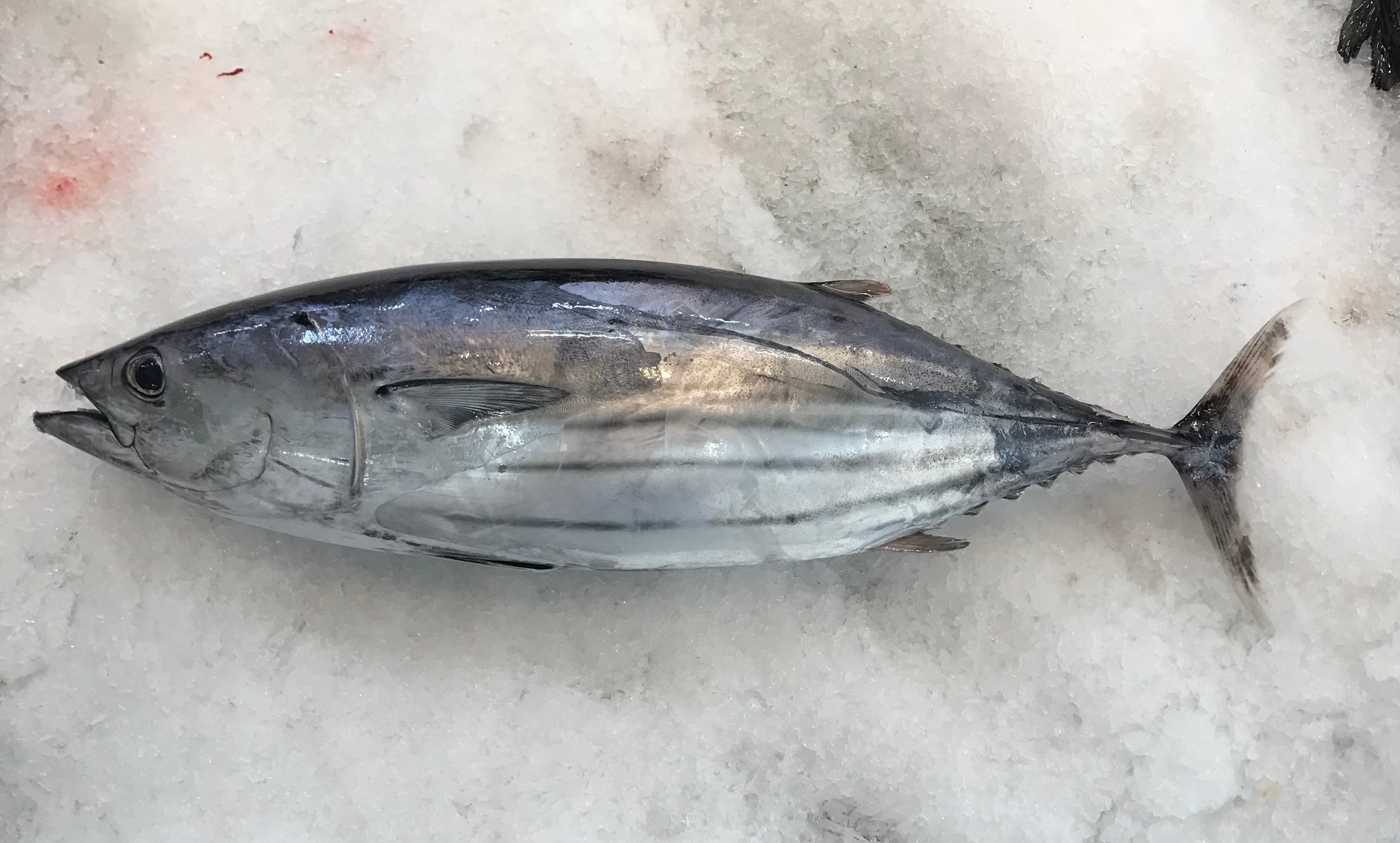 カツオの底力！日本酒に出汁が溢れだす！旨み広がる「鰹之鰭酒」かつお