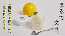 【南国の輝きが生むひと匙の幸福】土佐から届ける革命の文旦アイス