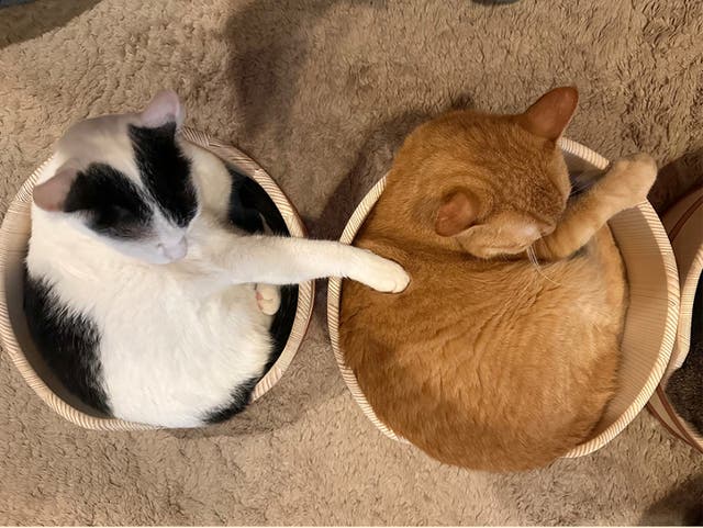 猫のための職人技、癒しの丸みNERUKOベッド｜マクアケ - アタラシイ