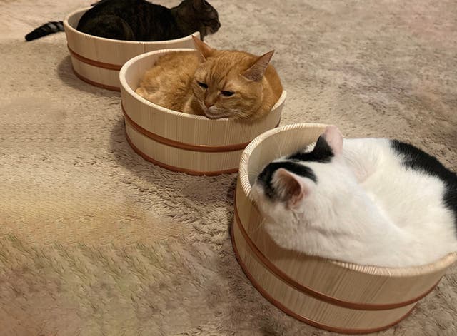 猫のための職人技、癒しの丸みNERUKOベッド｜マクアケ - アタラシイ