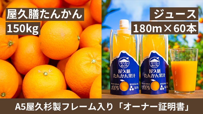 世界遺産屋久島の超極上レア果実「たんかん」樹齢100年を繋ぐ三升農園