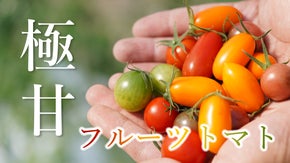 食通を唸らせる。フルーツ並みの甘さを誇る、極上のフルーツトマトを山梨からお届け