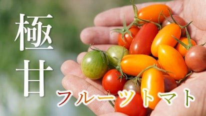 食通を唸らせる。フルーツ並みの甘さを誇る、極上のフルーツトマトを