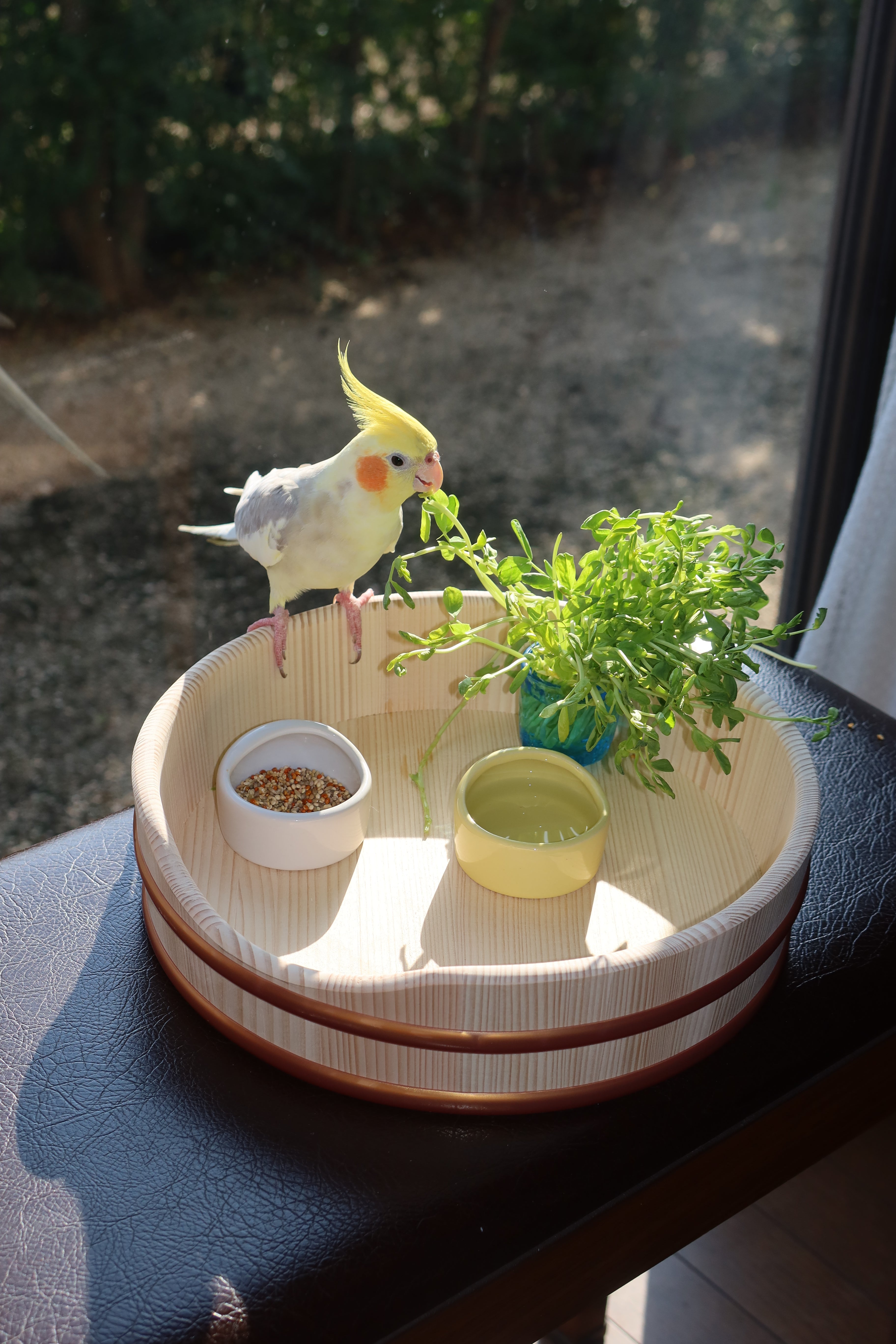 インコちゃんと飼い主さんに笑顔を！!創業109年の桶屋が手掛ける水浴び