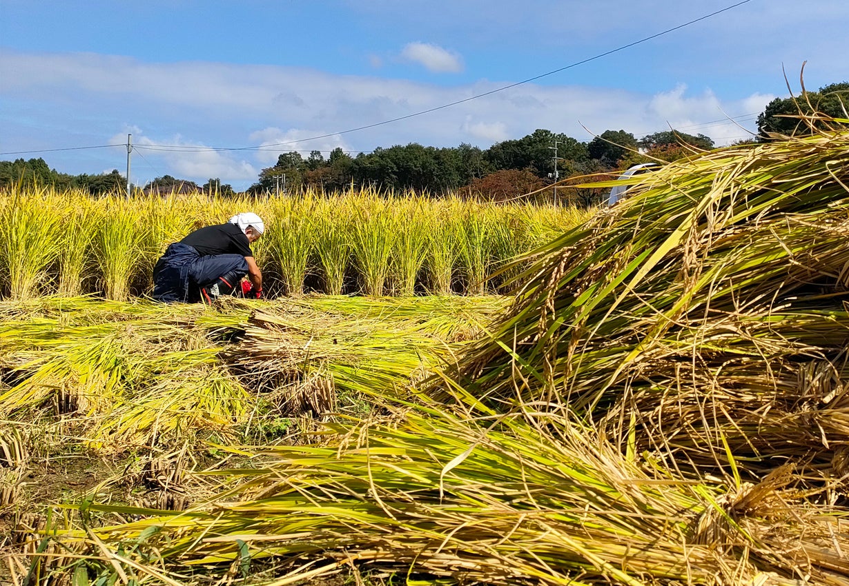 地元を元気づけたい!福島県西田町産令和6年度新米こしひかりを 地元を元気づけたい!福島県西田町産令和6年度新米こしひかりを