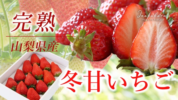 年間4000人以上が訪れる人気のいちご館から、朝採れ完熟いちごをランダムにお届け