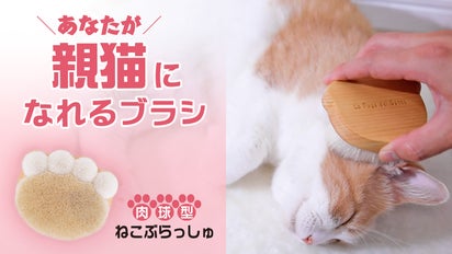 うっとり気持ちいい♪】 癒され猫ブラシ ねこぶらっしゅ｜マクアケ  