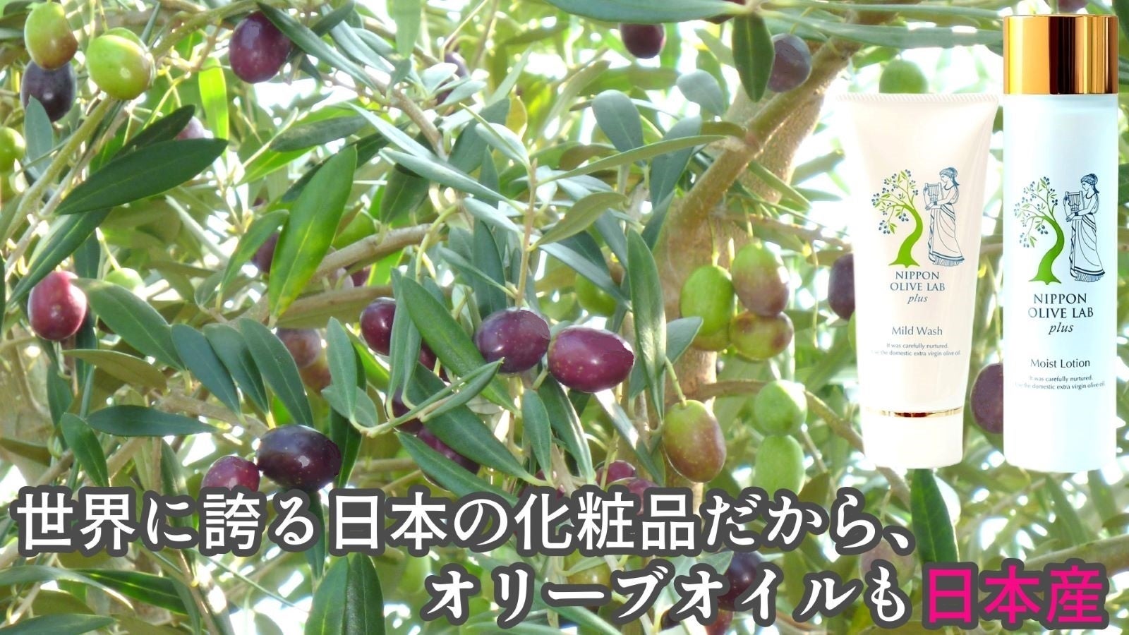 オリーブの力をお肌に！】 国産オリーブスキンケアで潤い肌を目指し