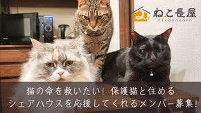 猫の命を救いたい！保護猫と住めるシェアハウスを応援してくれるメンバー募集！