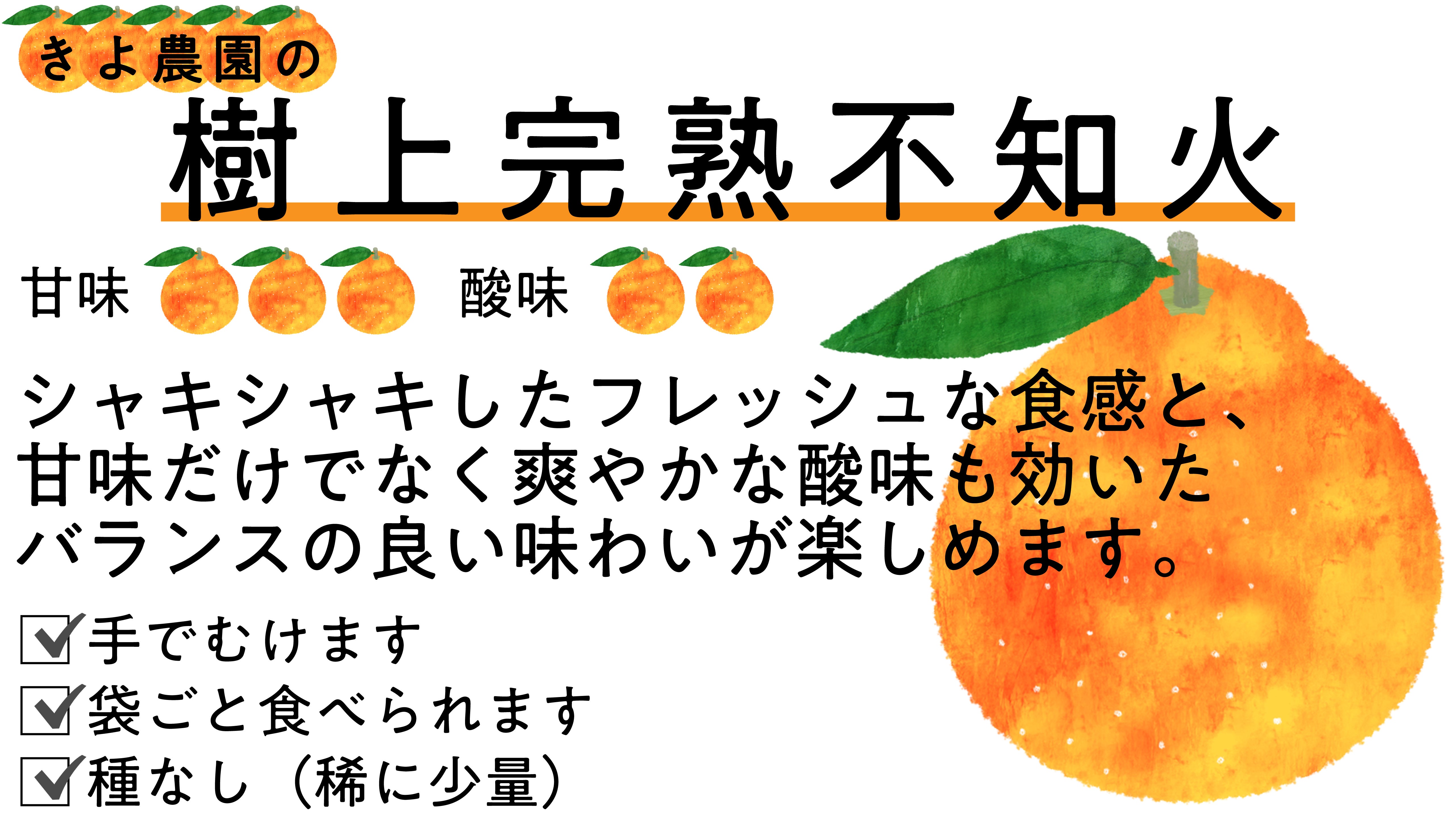 くだもの大国和歌山紀の川市より】農家がこだわって作る樹上完熟不知火