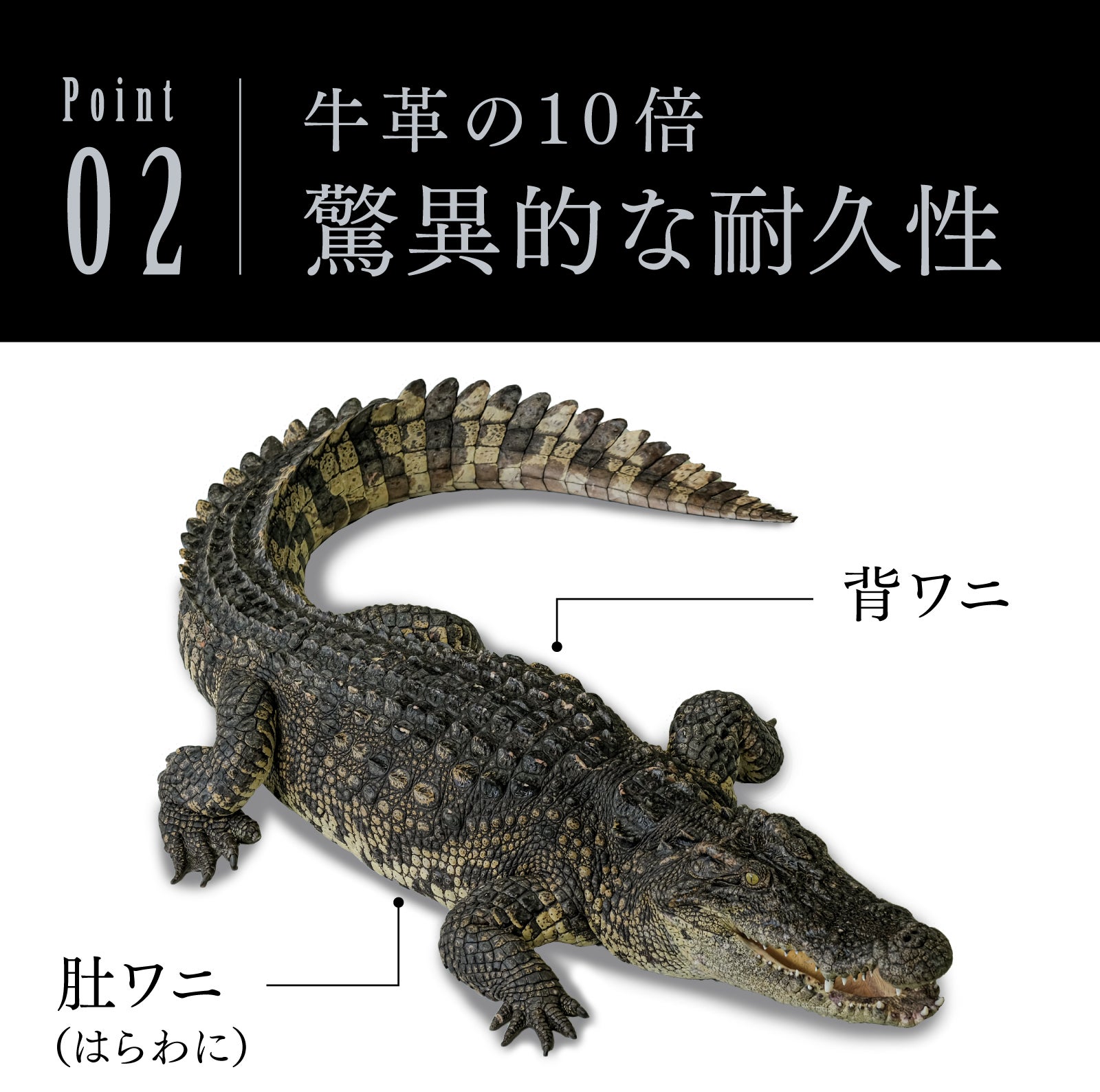 大歓迎 超高級 高級牛革 革 ワニ 革 クロコダイル ボディバッグ ビジネスバッグ ブラック メンズバッグ 通勤通学 JT140BK オーストラリア産 最高級本クロコダイル1枚革仕立 Hornback部使用 ハンドメイド 最高級ベルト クロコ スモールクロコダイル ブラック ブラウン  最高級品 紳士 ワニ革 日本未発売 入手困難 ギフト プレゼント
