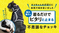 ネコの爪切りに本気で向き合いました。着るだけで「ピタリ」止まる不思議なチョッキ