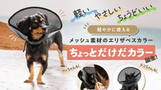 軽やかに使えるメッシュ素材のエリザベスカラー「ちょっとだけだカラー」