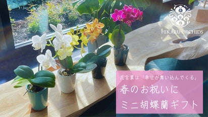花言葉は「幸せが舞い込んでくる」。春のお祝いに最適なミニ胡蝶蘭