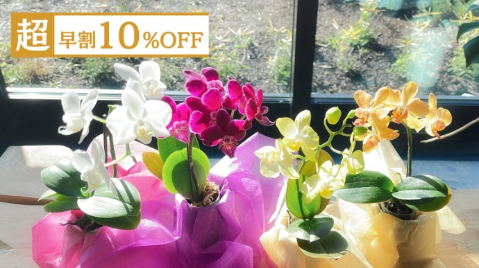 胡蝶蘭祭り　６種　希少種あり　ラスワン　マキュラタ　プルチェリマ　ロビー　マリポ 胡蝶蘭祭り 6種 希少種あり ラスワン マキュラタ プルチェリマ ロビー