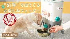 ひとりでできるワン！お手の動作でレバーを押すだけ！一緒に楽しむ犬用セルフフィーダ