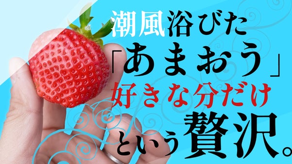 【完熟いちご体験】好きな分だけ！潮風「あまおう」を自宅で