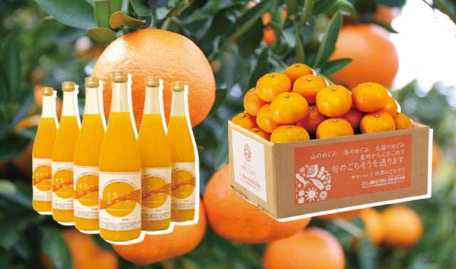 食べるとクセになるみずみずしさ。愛媛が誇る伝統の柑橘、伊予柑の木