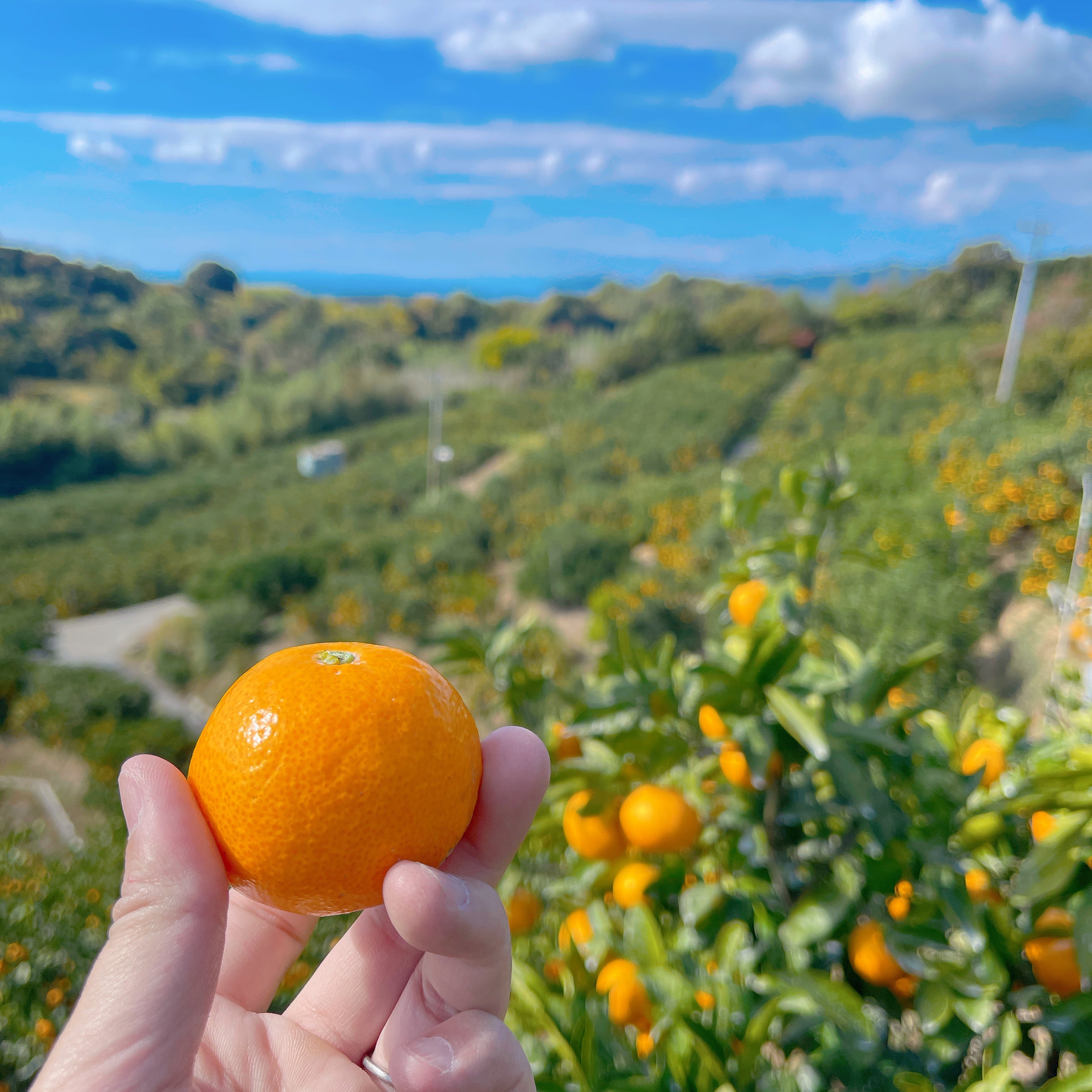 みかんの王様「宮川早生」栽培一筋60年の農家がつくる至高の頑固みかん