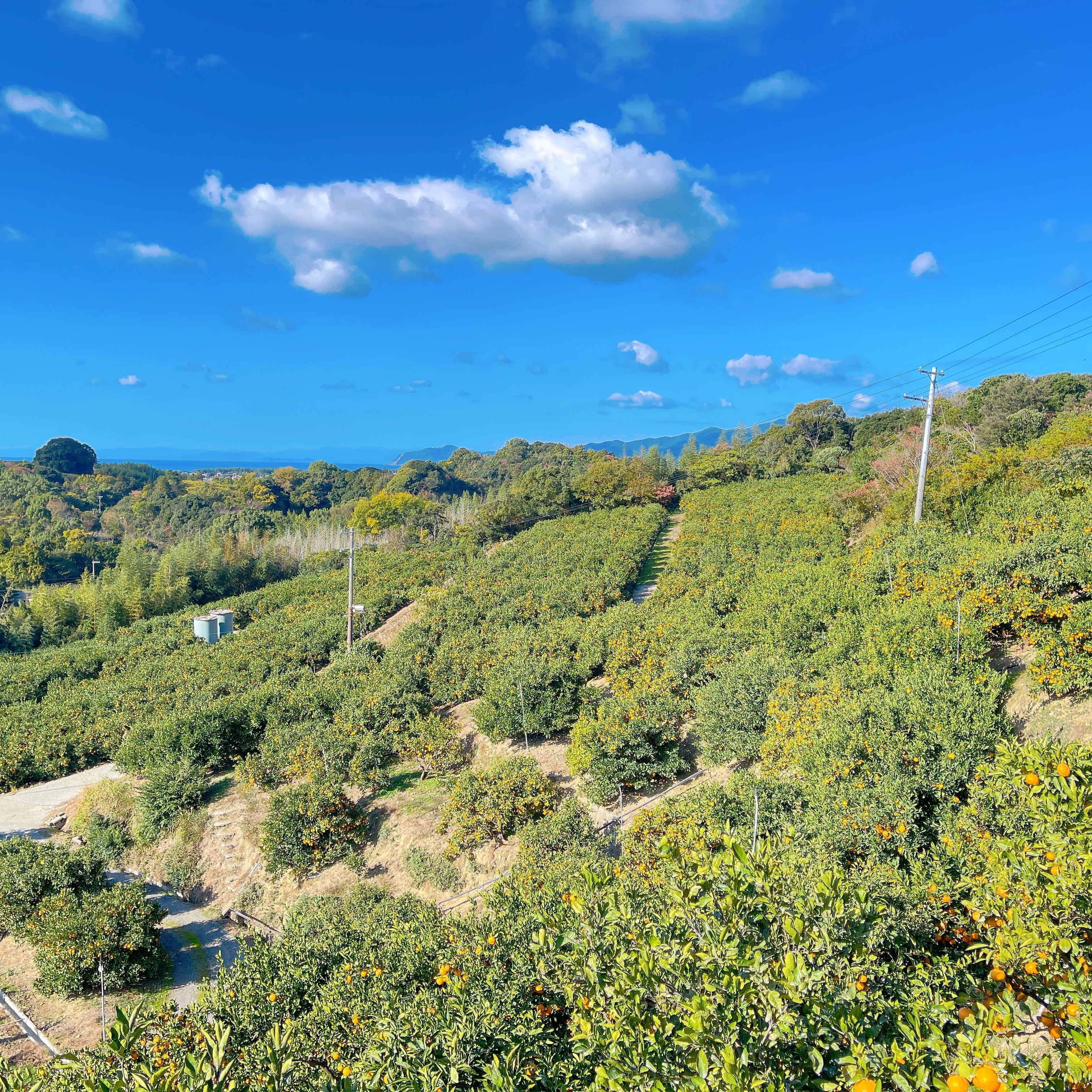 みかんの王様「宮川早生」栽培一筋60年の農家がつくる至高の頑固みかん