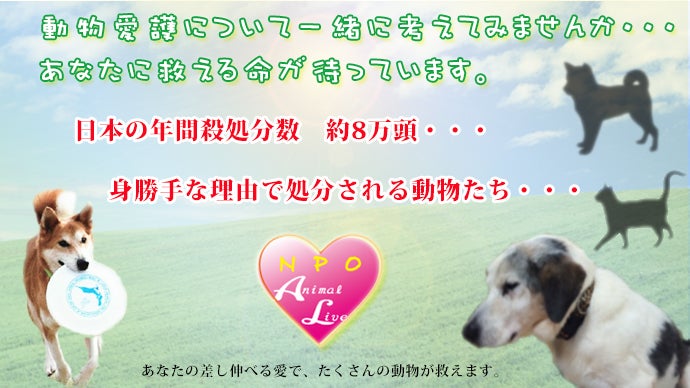 みんなの力で救い、応援しよう! 保護犬フリスビードッグ「HAKASE」の挑戦