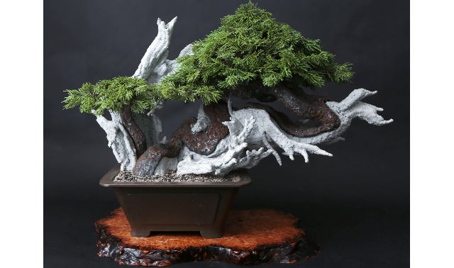 姫蘇鉄　盆栽　古木　希少 姫蘇鉄 盆栽 古木 希少 姫蘇鉄 盆栽 古木 希少 - メルカリ