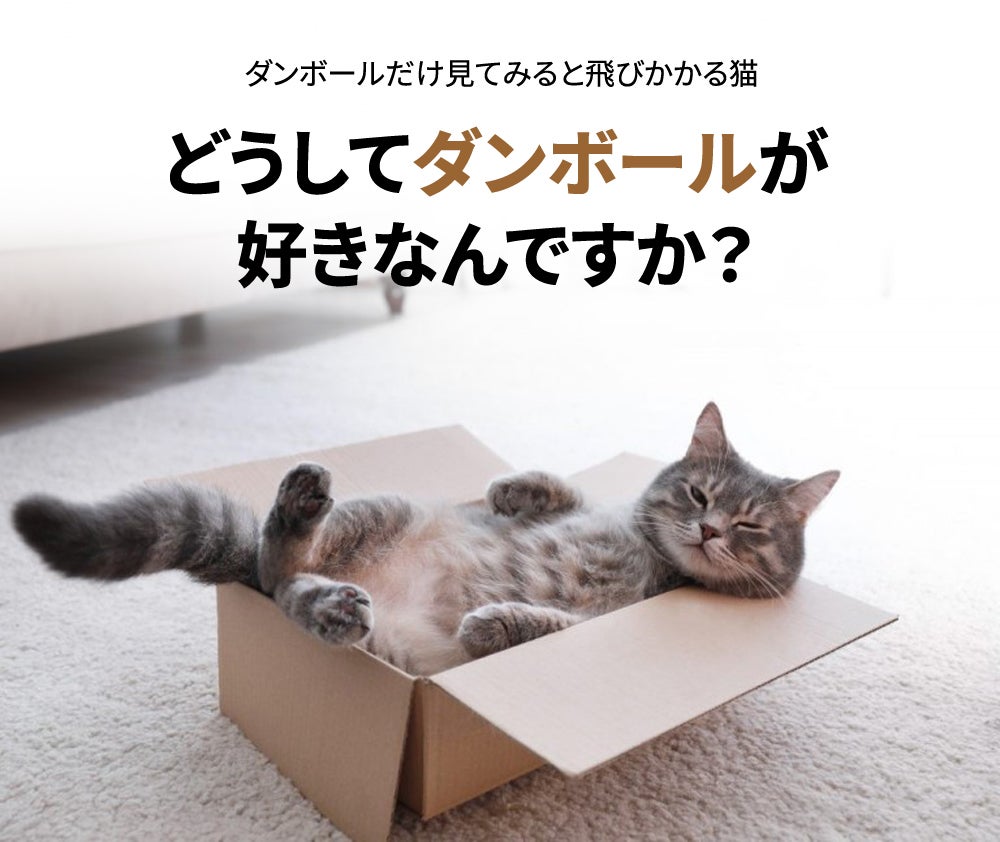 大好きなペットに安らぎな寝場所をあげる ペット骨箱 毛玉の悩み 大好きなペットに安らぎな寝場所をあげる ペット骨箱 毛玉の悩み