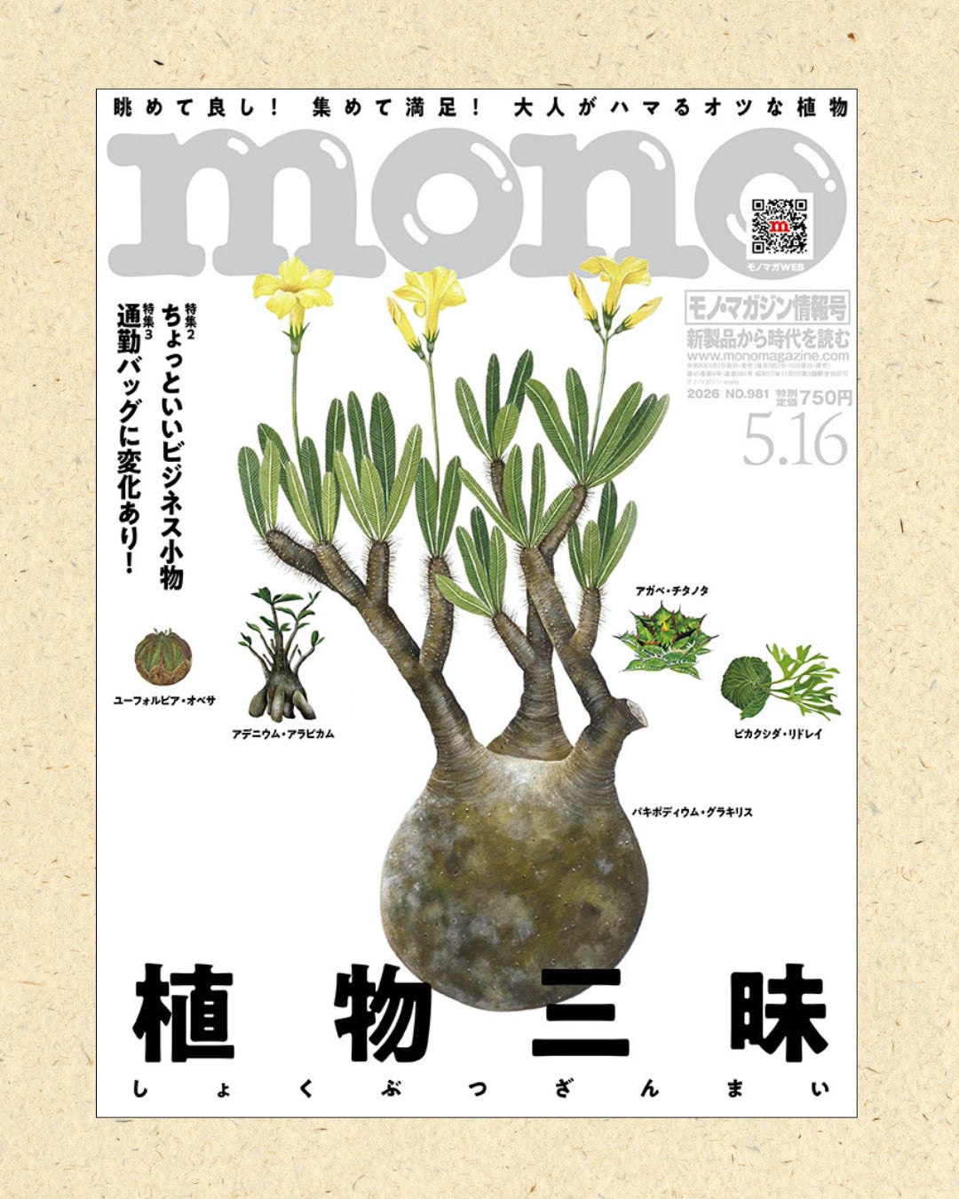 Makuake｜「飾るだけ」“空気が変わる ” 苔 インテリア【呼吸するアート