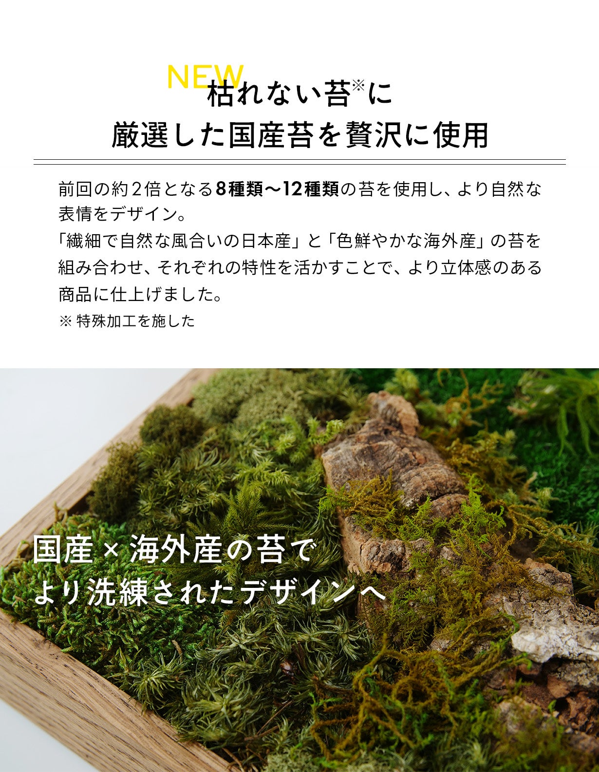 飾るだけ」“空気が変わる ” 苔 インテリア【呼吸するアートKOKE】第二