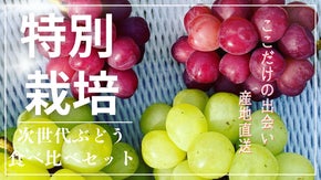 フルーツ王国東根から特別栽培次世代シャイン系ぶどう食べ比べ ～ここだけの出会い～