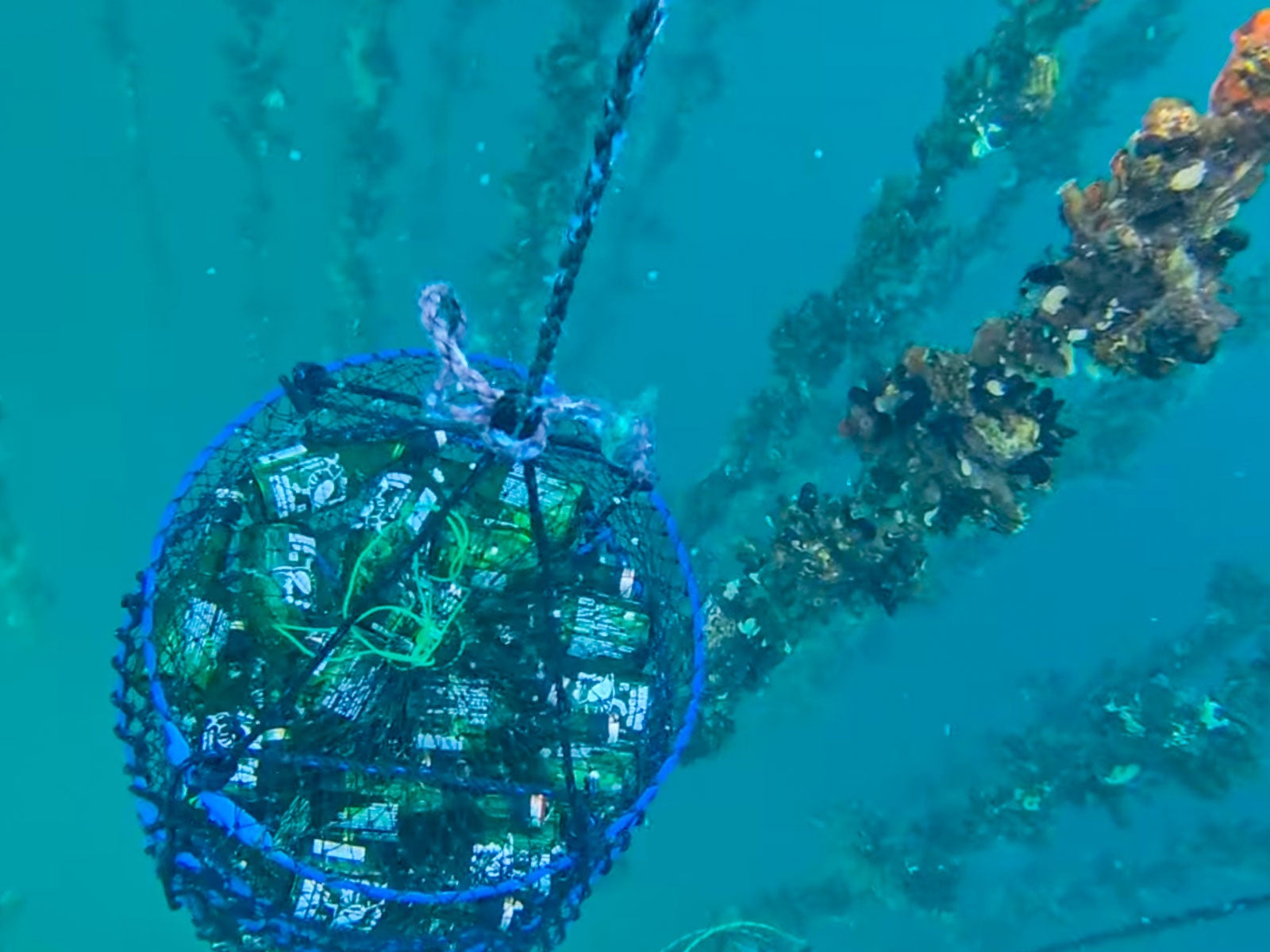 UMIWASHI- 山田湾の海中で約120日熟成させたプレミアム限定生原酒