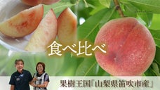日本屈指の桃のブランド産地「一宮町」から、熟練の桃農家が推す２品種の桃を食べ比べ