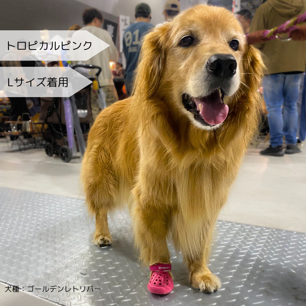わんこ 犬用アウトドアシューズWANDAL登場！愛犬の靴はこれで決まり