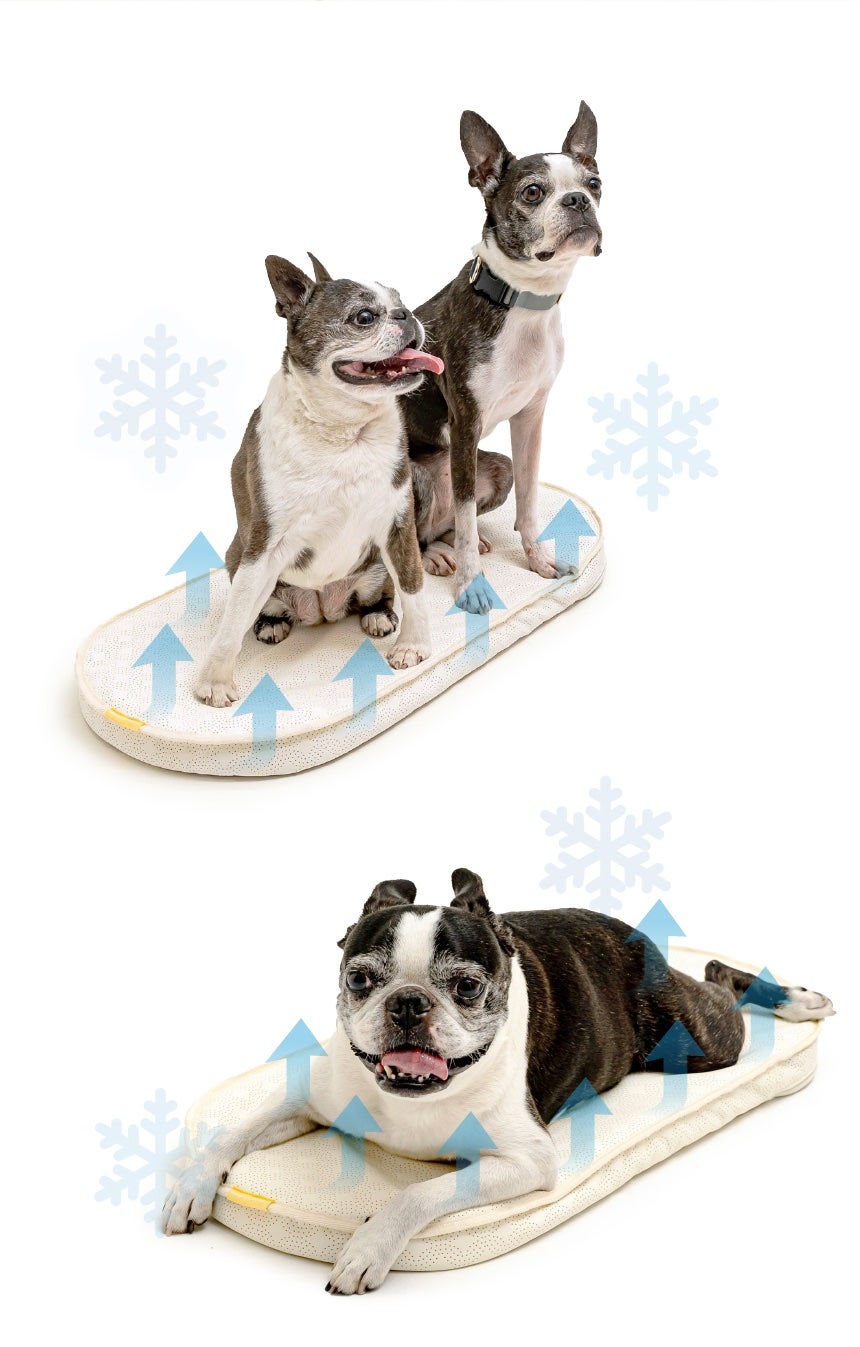 真夏の散歩に“風の出るクールマット”という選択｜ペットカート用