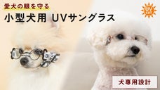 犬のために犬専用フレームで本気のUVカットレンズ　小型犬用3フレーム
