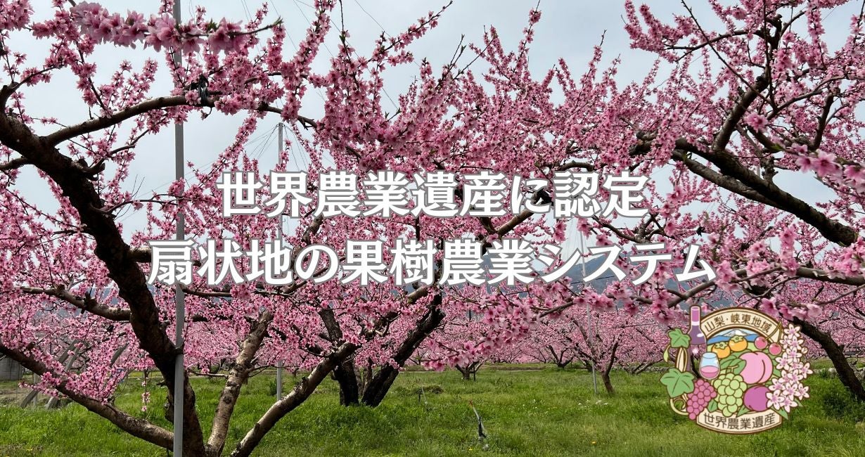 糖度保証】 山梨 から産地直送 木の先端で育った秘伝の 桃 と幻