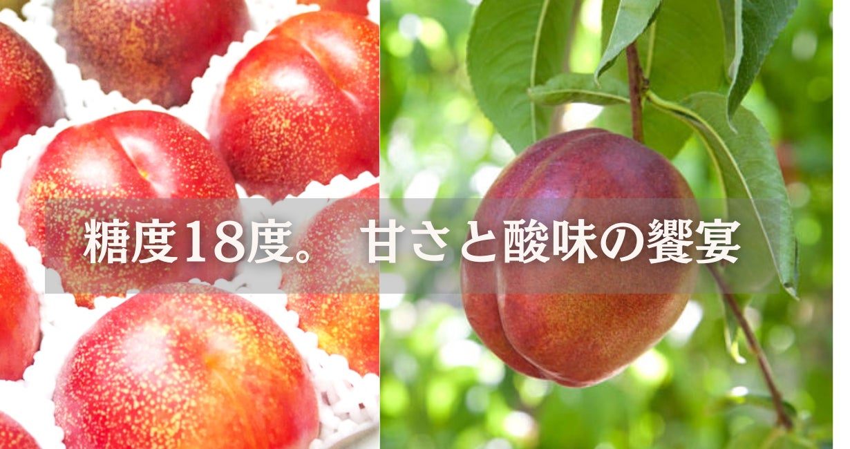 R7終了 山梨県産 フレーバートップ R7終了 山梨県産 フレーバートップ R7終了 山梨県産 フレーバートップ