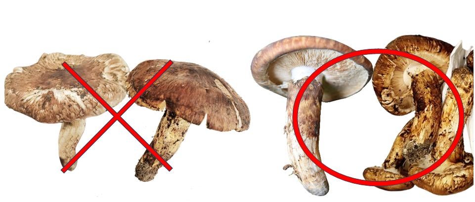 アンコール】世界最大級の松茸産地直送！元プロが届ける「生松茸〈極