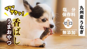 【九州産うなぎの頭使用】養鰻家がつくった犬のおやつ『うなまる』で保護犬応援へ