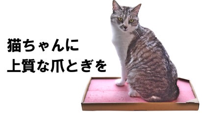 とぎカス減少！猫 ちゃんの 爪とぎ まとめ買いセット【△トランス 爪