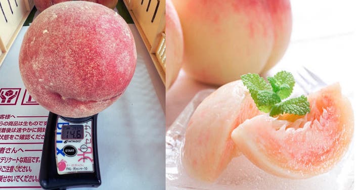 常識を覆す 硬めで甘い 桃 糖度保証と農家35年の執念が生んだ幻の種