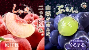 常識を覆す 硬めで甘い 桃 糖度保証と農家35年の執念が生んだ幻の種無し ぶどう