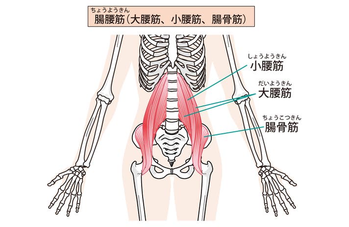 超腸腰筋 腸腰筋をググッとほぐす！ピンポイントに届くリリースギア【THE