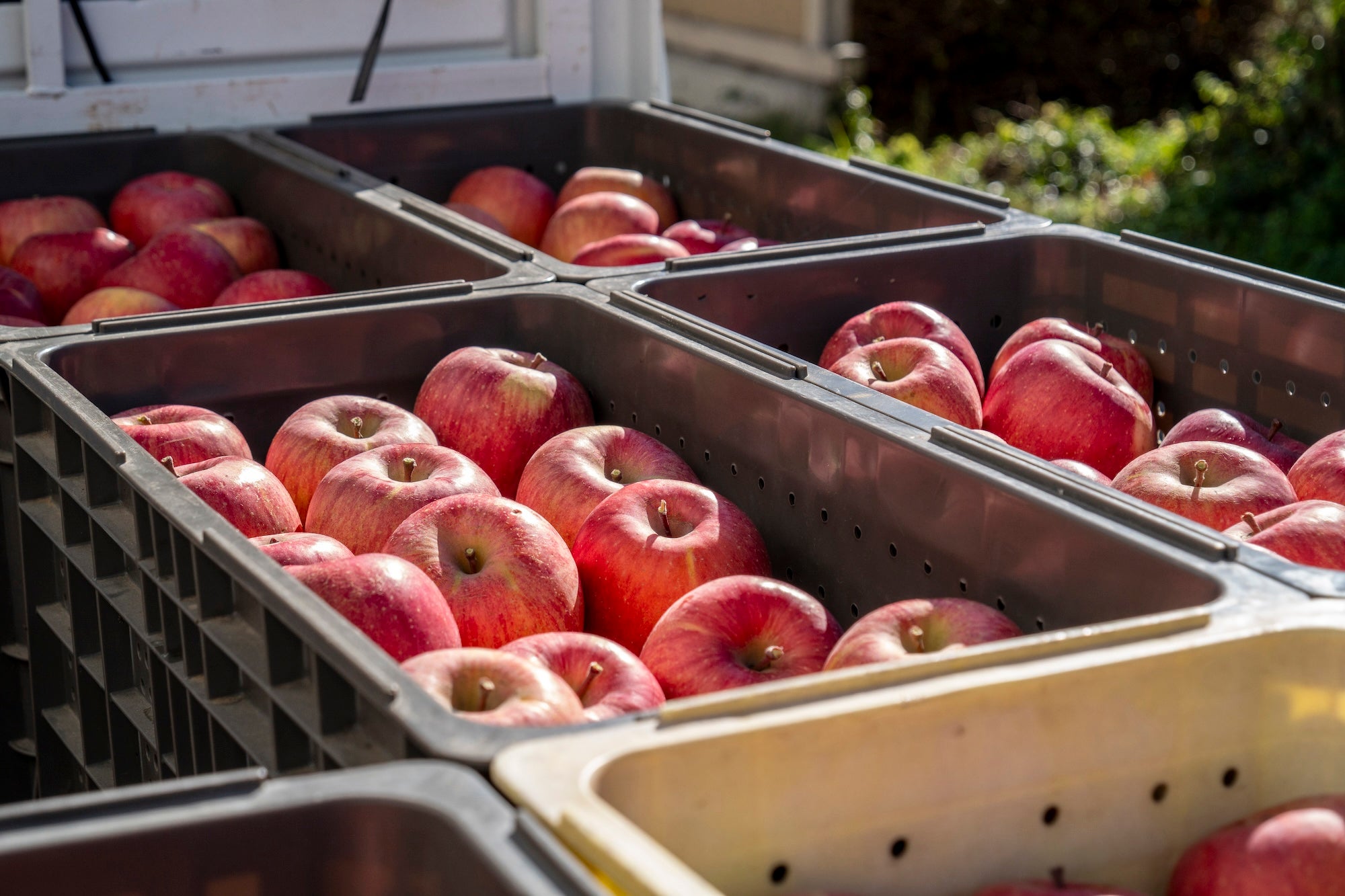 長野高山村から産地直送！「幻のりんご」の果汁だけで作る100%りんご