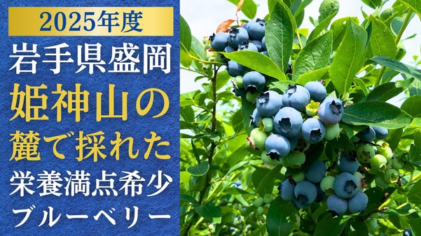 【岩手県産】夏にさっぱり美味しい果実。大自然の採れたて高級ブルーベリー「青姫」