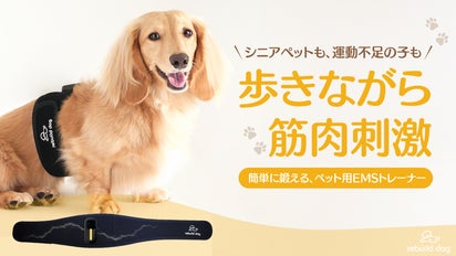 ペット革命】やさしい刺激で愛犬の歩行と健康管理を支えるペット用EMS