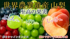400年の歴史と技術が生んだ 山梨の逸品 シャインマスカット 希少 ぶどう 桃